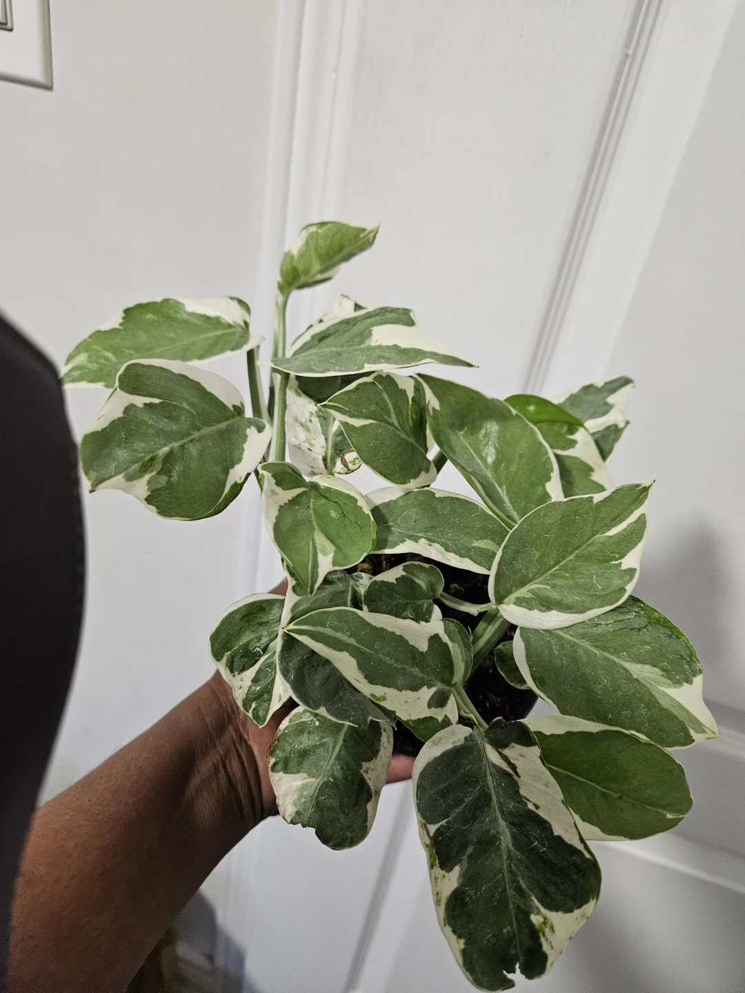 Pothos Plant in 4"Pot - photo 3