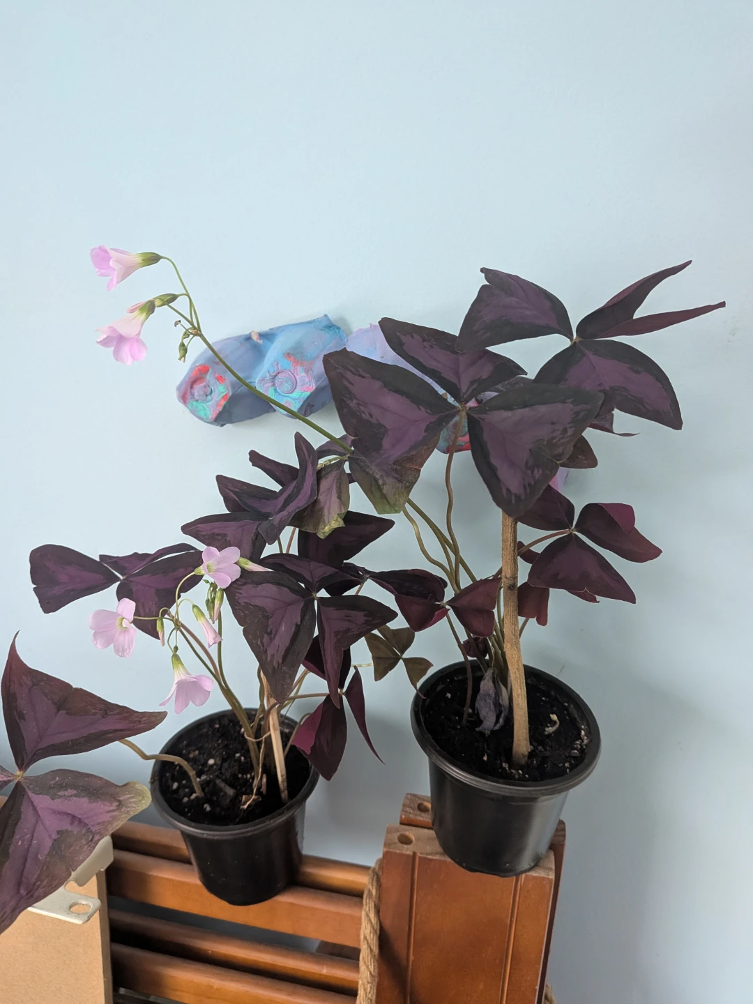 Purple Oxalis