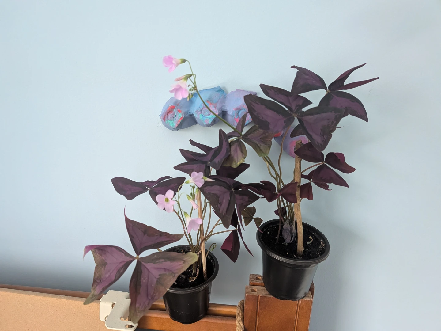 Purple Oxalis - photo 2
