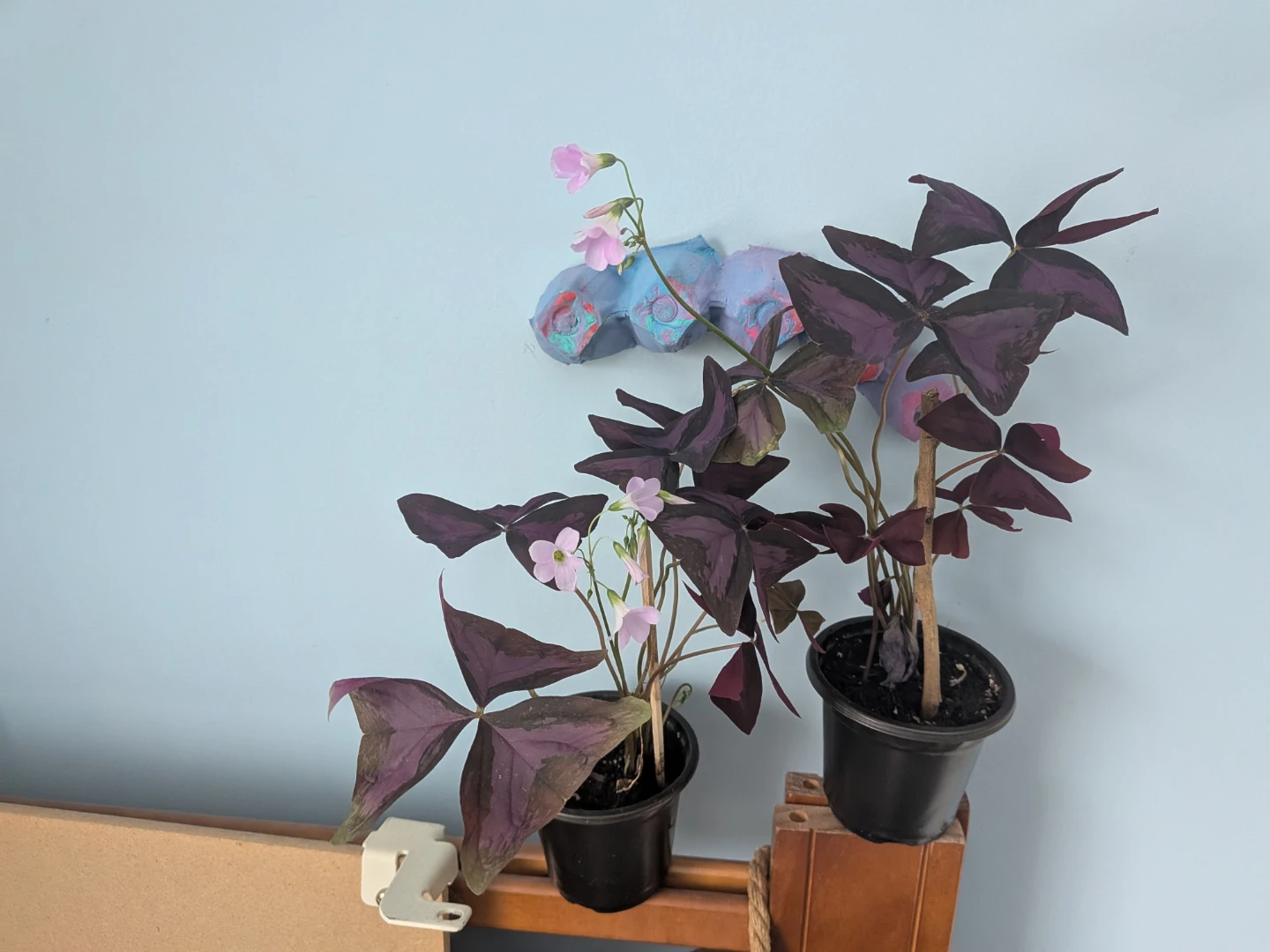 Purple Oxalis - photo 3