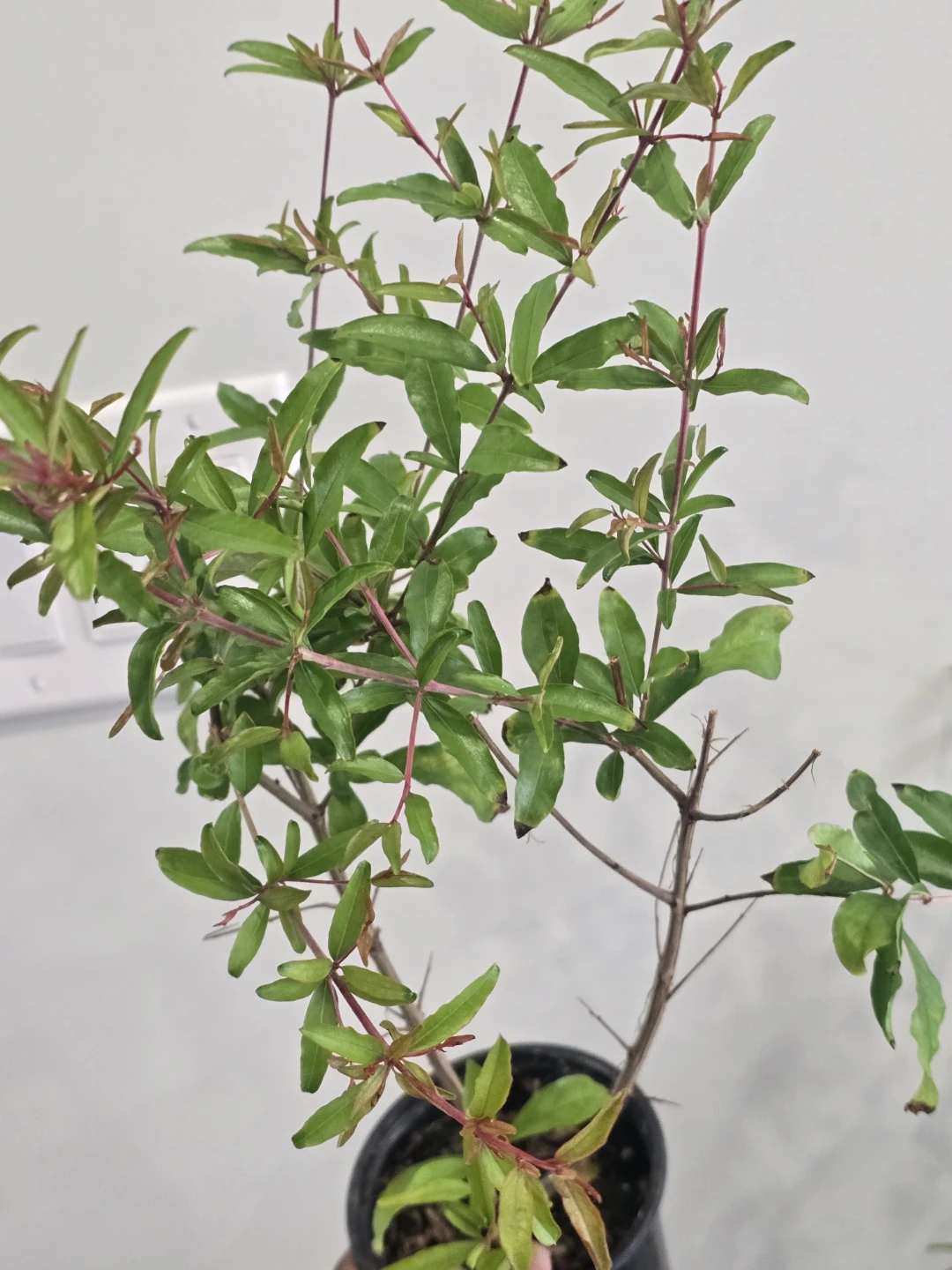 Potted Pomegranate Plants - photo 3