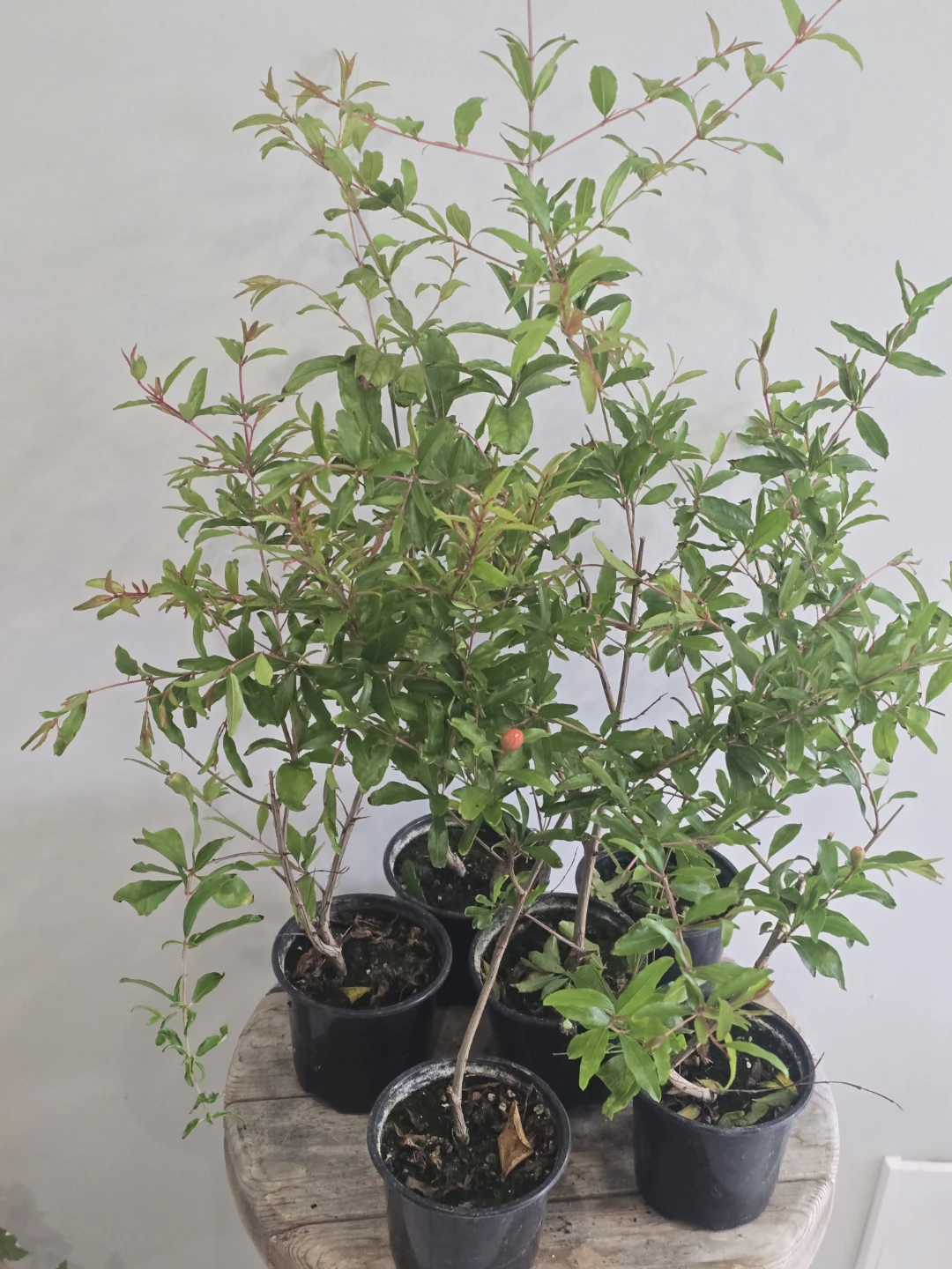 Potted Pomegranate Plants - photo 4
