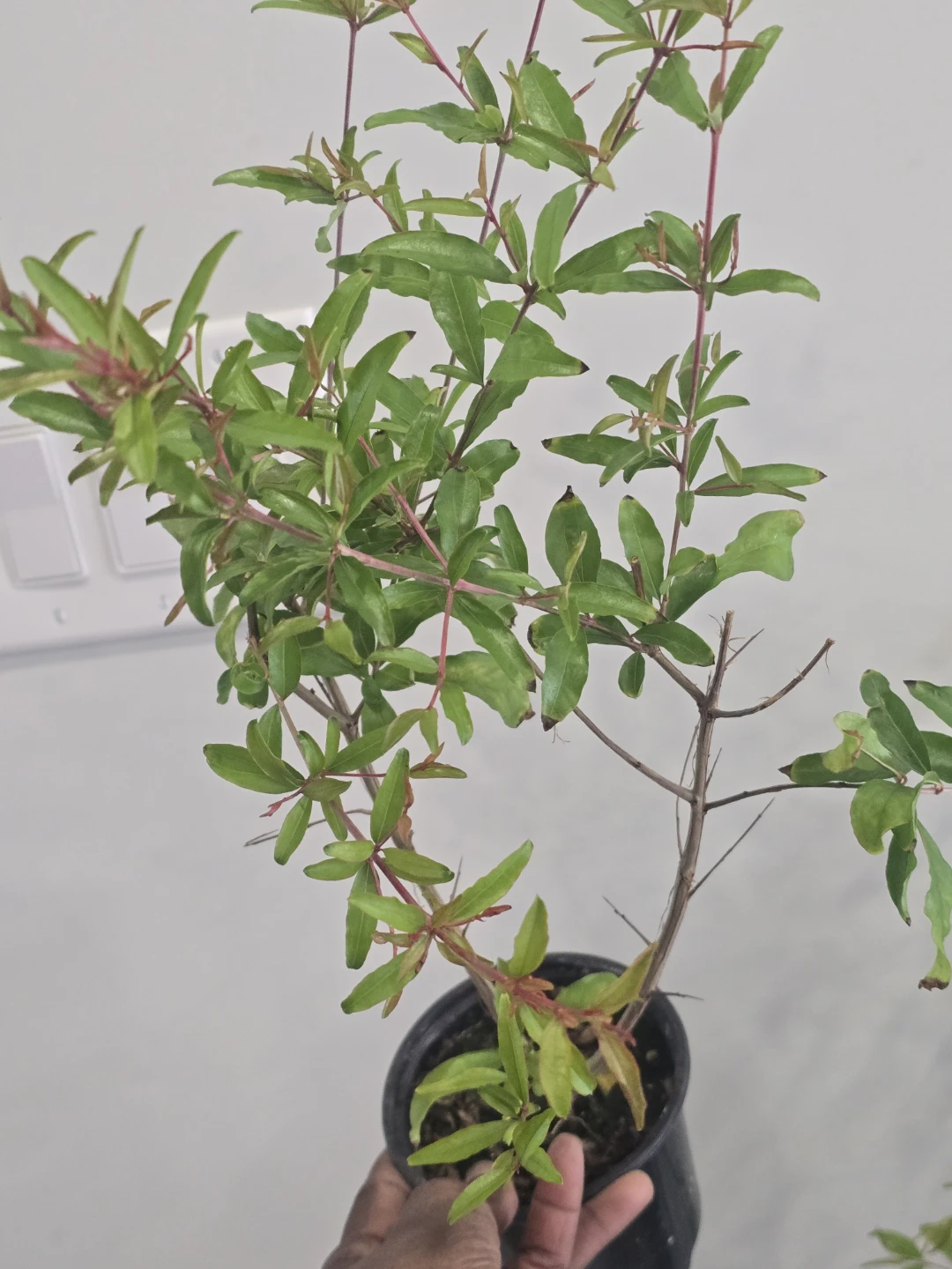 Potted Pomegranate Plants - photo 5