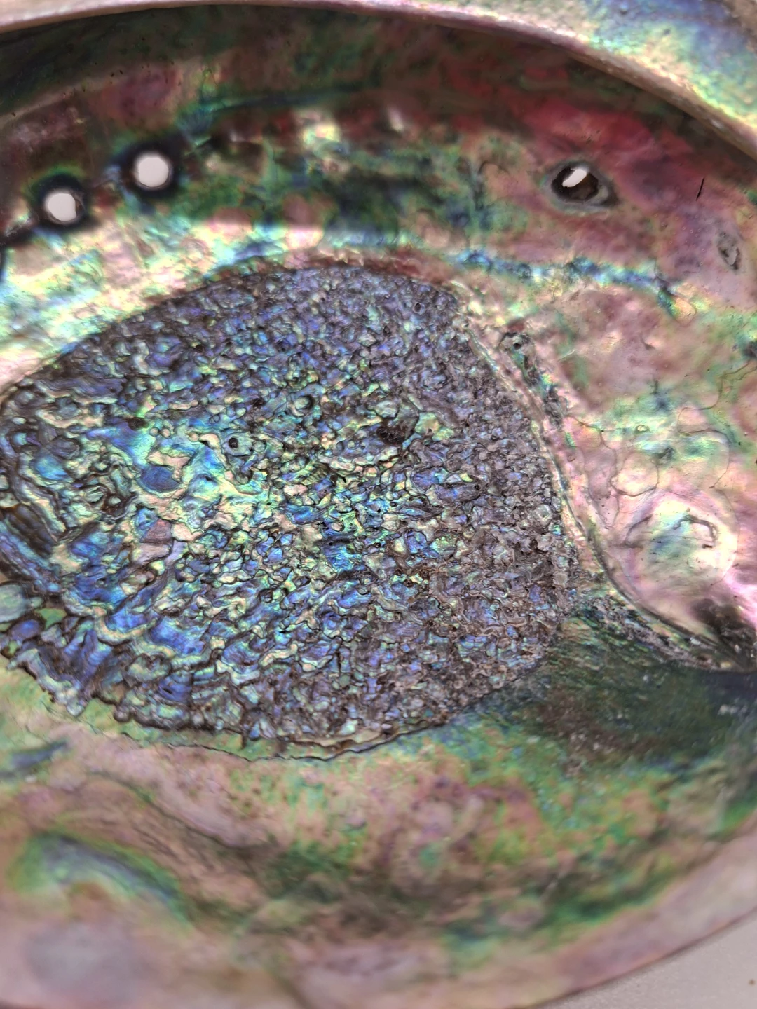 Abalone Shell 6 inch large shell - photo 4