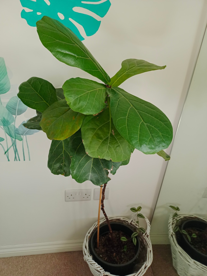 Fiddle Leaf Fig Plant