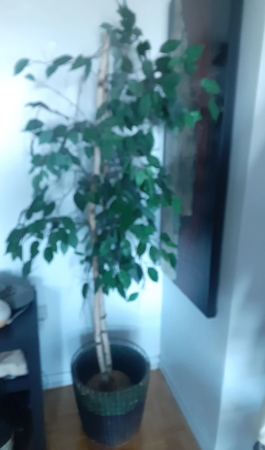 Artificial Ficus Tree - photo 3