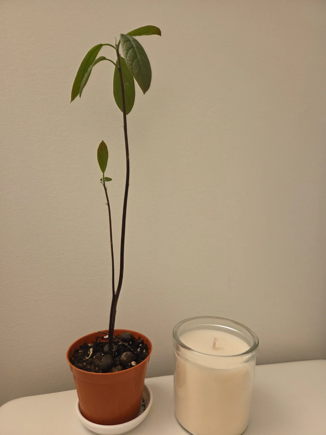 Avocado Plant organic in Pot 14 inches tall - photo 2