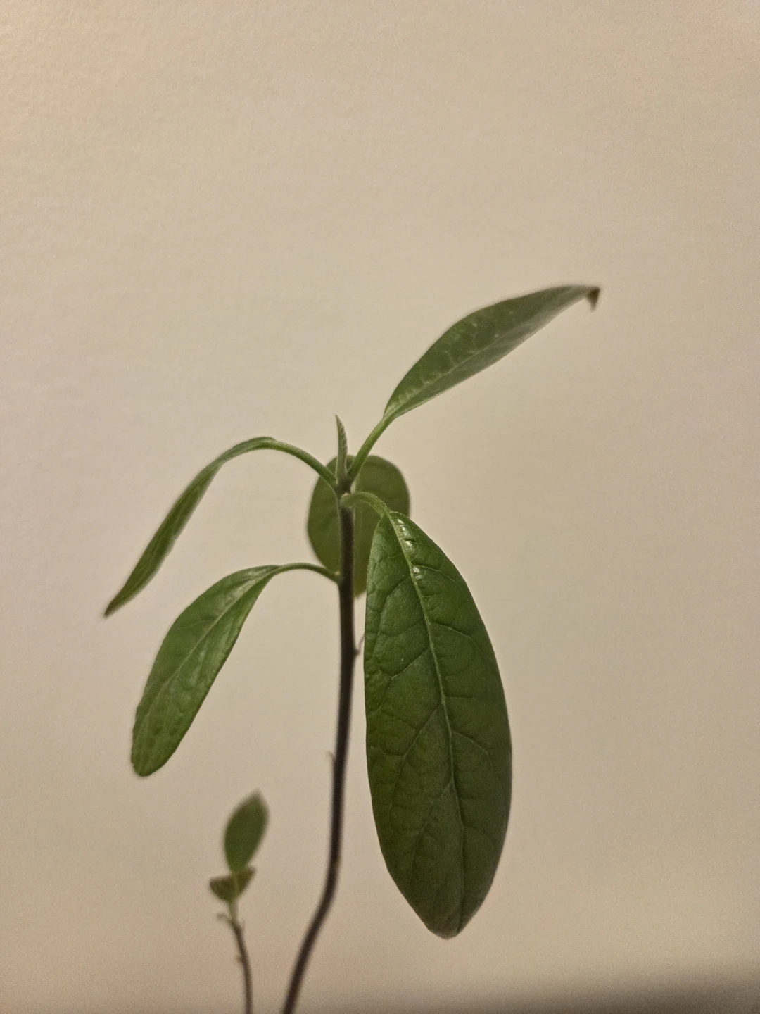 Avocado Plant organic in Pot 14 inches tall - photo 3