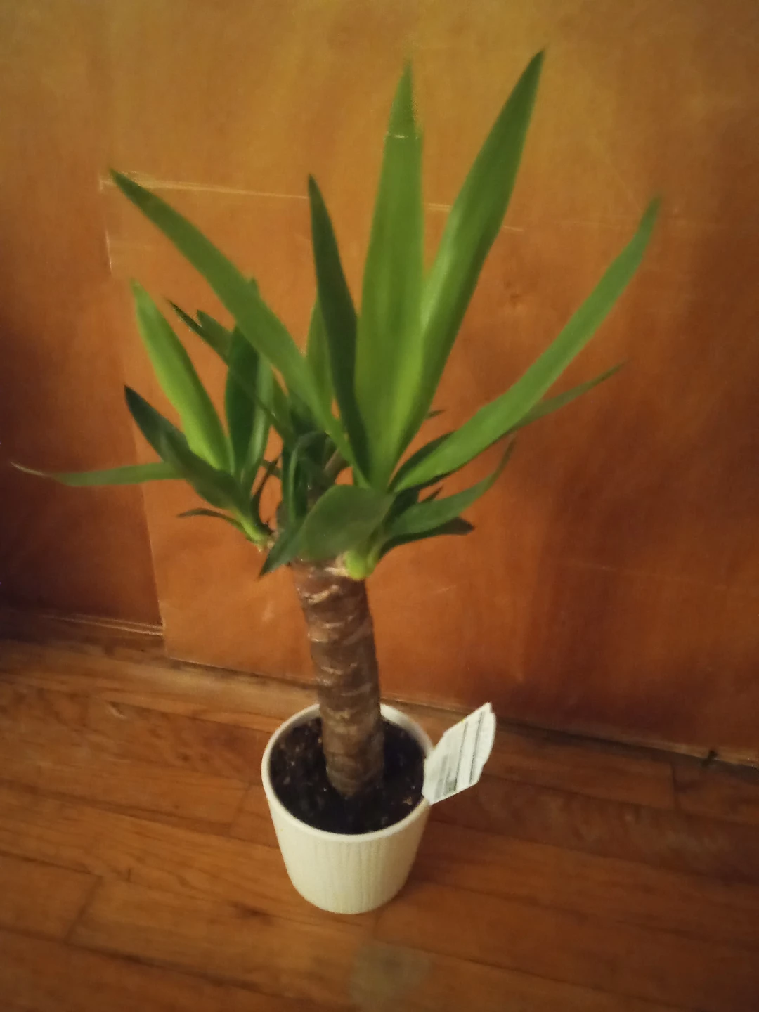 Indoor Plant in White Pot 🧡