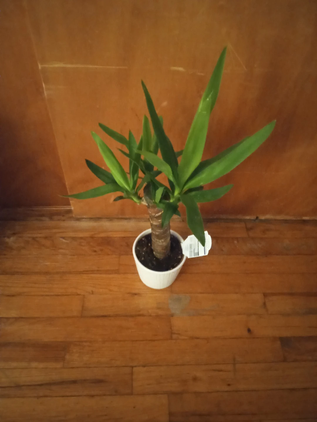 Indoor Plant in White Pot 🧡 - photo 2