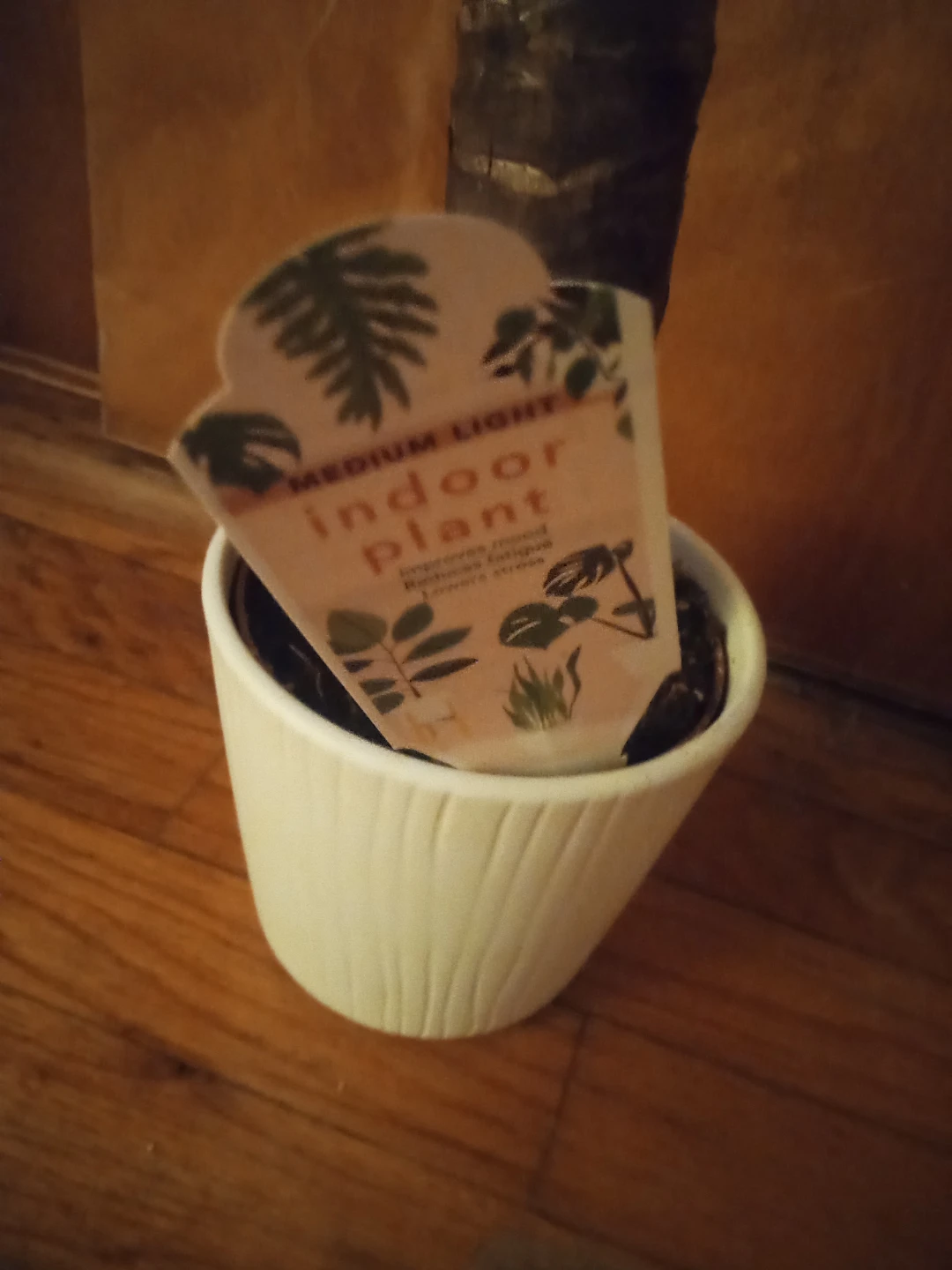 Indoor Plant in White Pot 🧡 - photo 3
