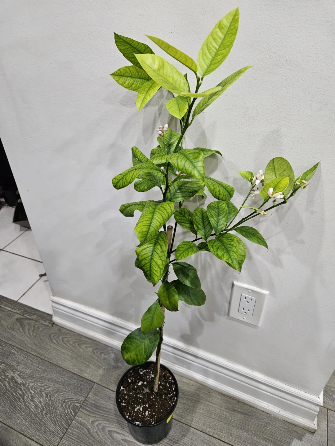 Lemon Tree Plant🥕