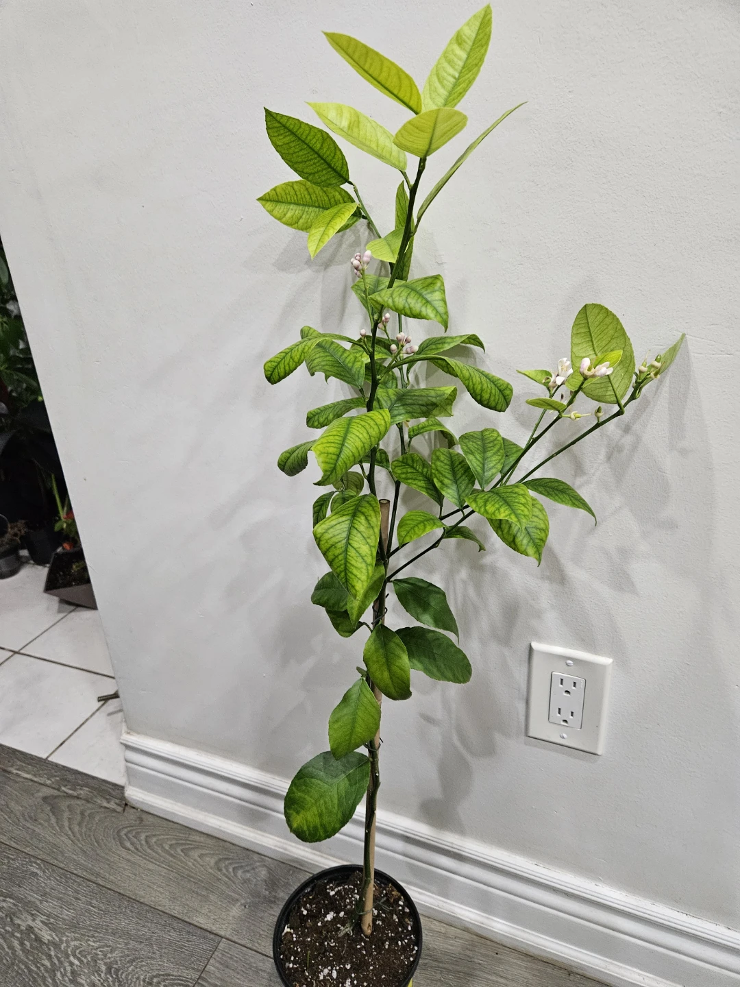 Lemon Tree Plant🥕 - photo 2