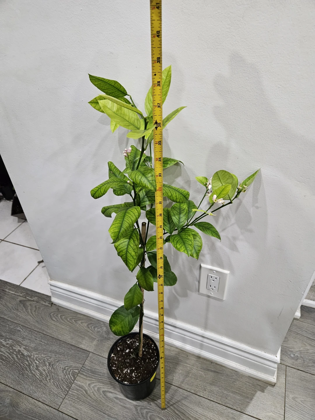 Lemon Tree Plant🥕 - photo 3