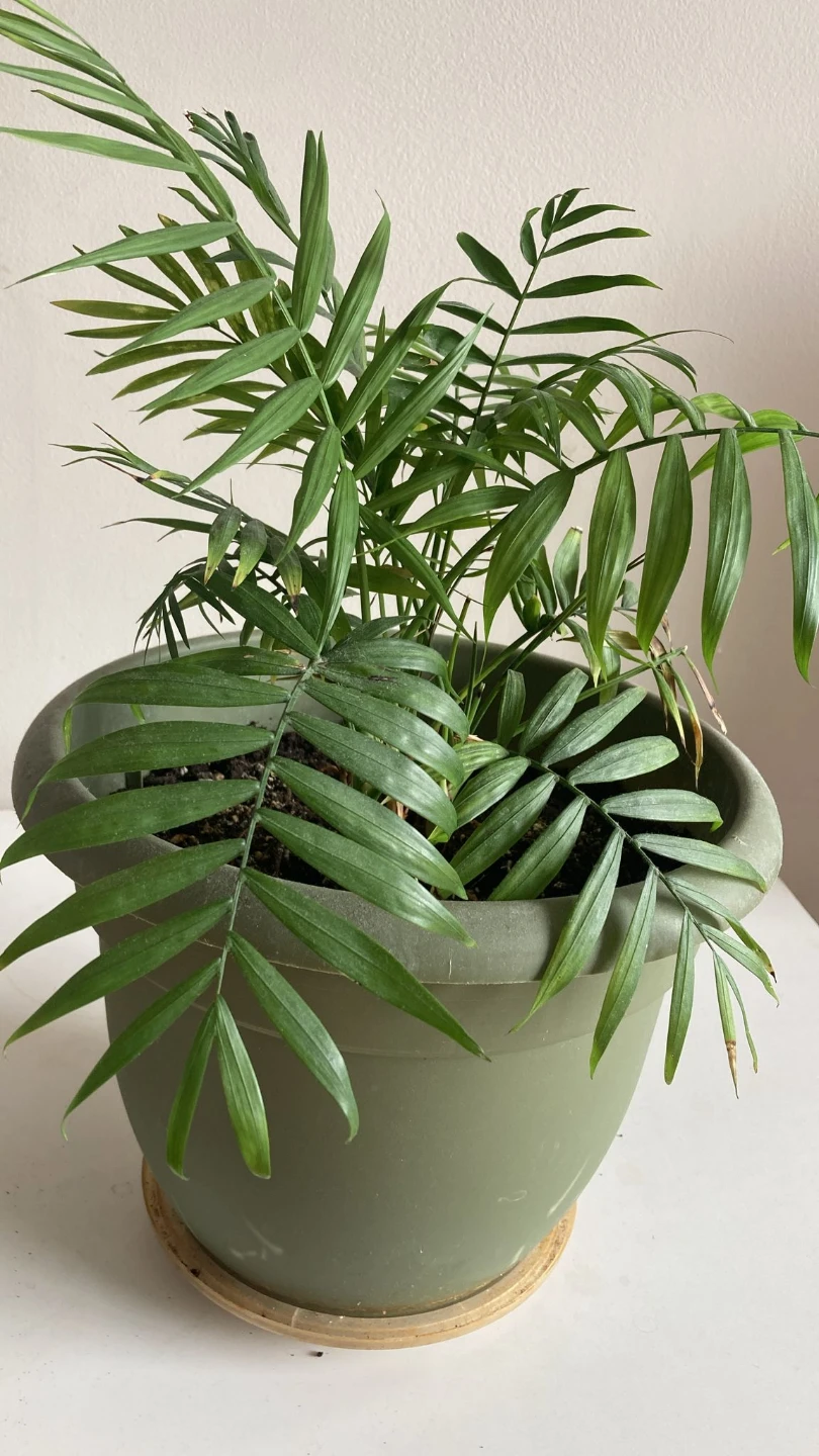 Parlor Palm Plant in Green Pot - photo 2