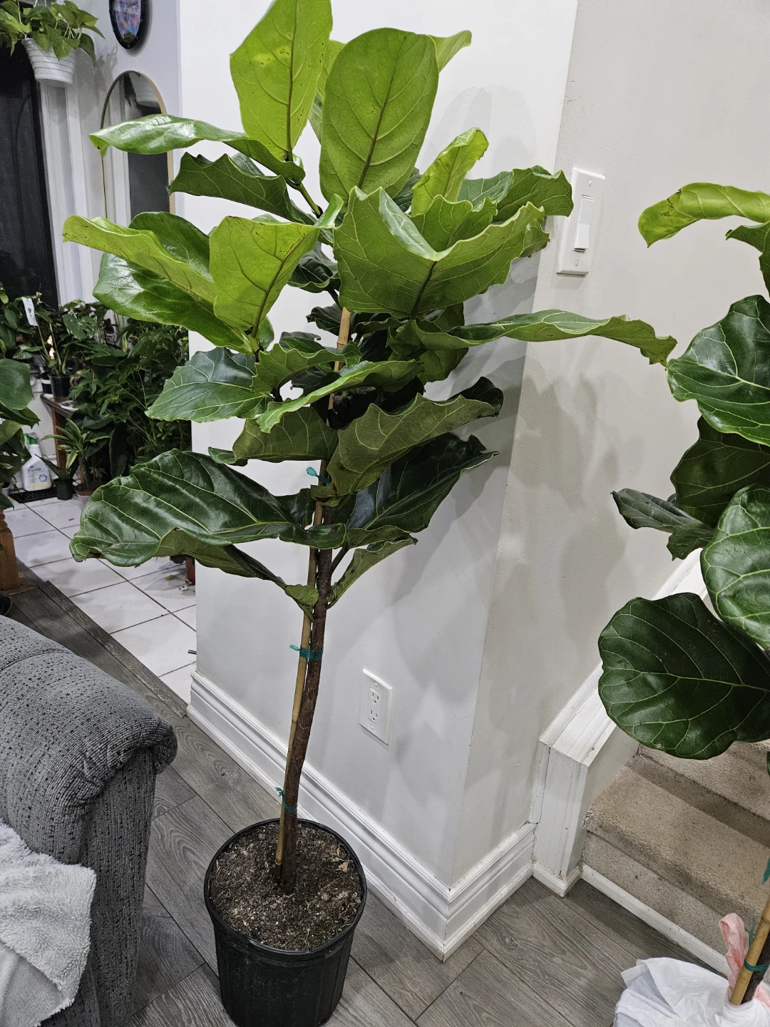 Fiddle Leaf Fig Plant - photo 2
