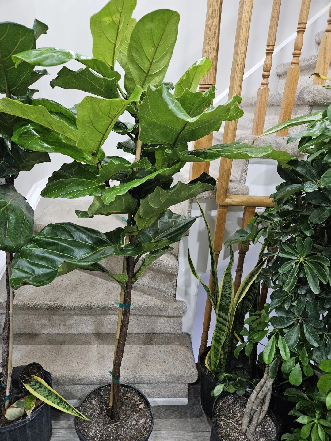 Fiddle Leaf Fig Plant - photo 4