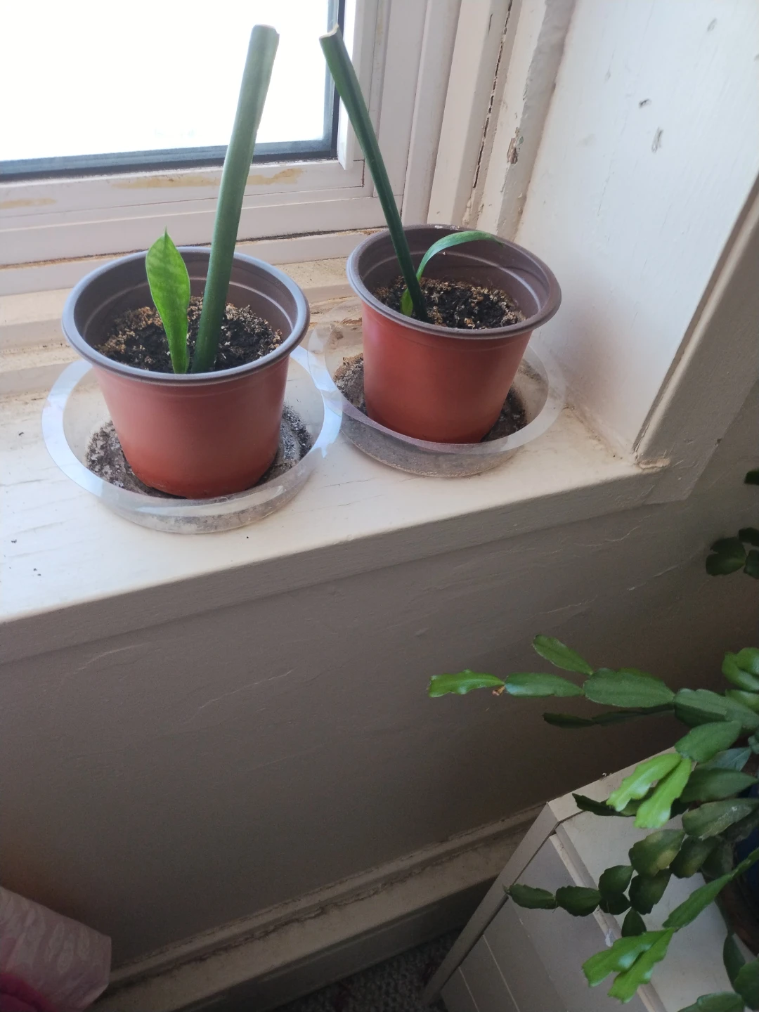 Two Snake Plant Pups in Pots