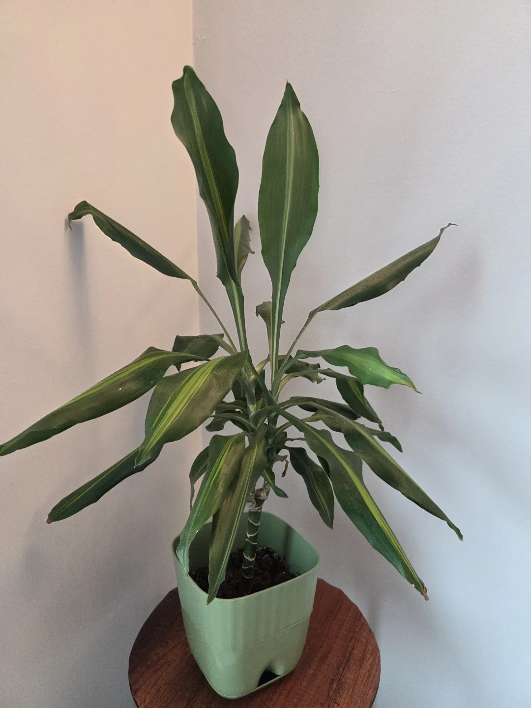 Dracaena Corn Plant