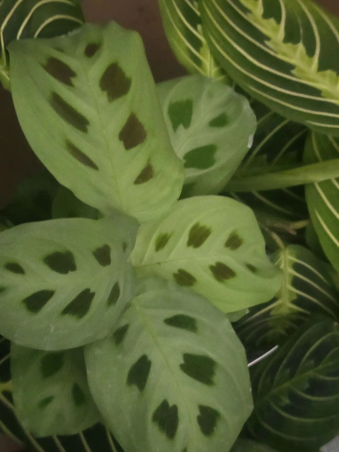 Maranta Prayer Plant