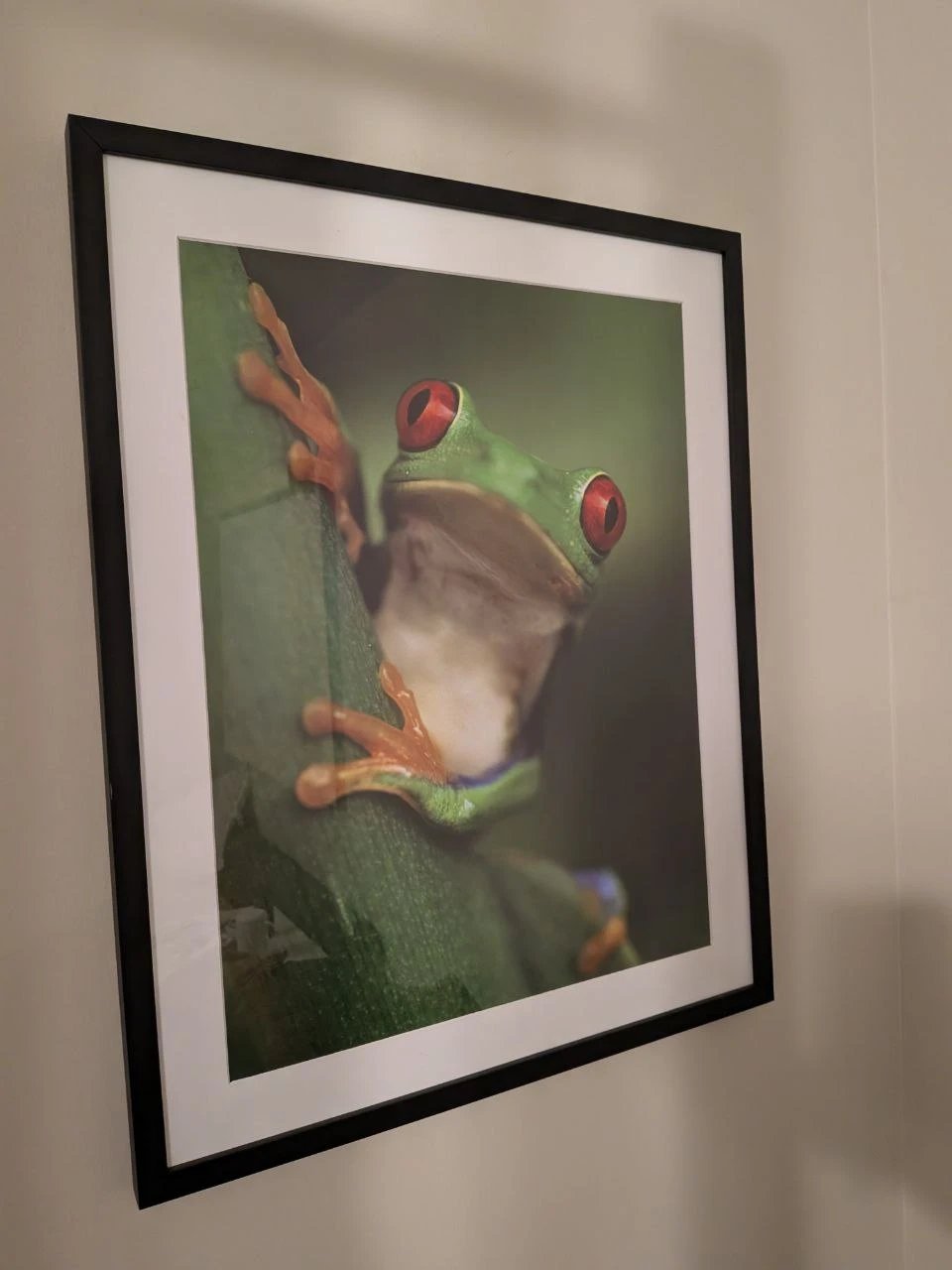 Framed Red-Eyed Tree Frog Wall Art