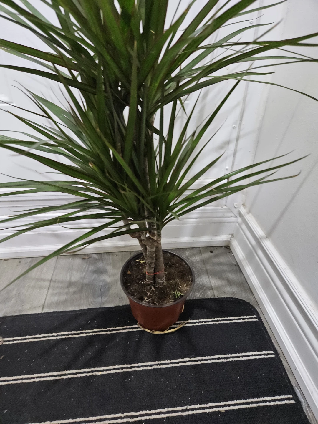 Dracaena Marginata Plant in 6" pot - photo 2