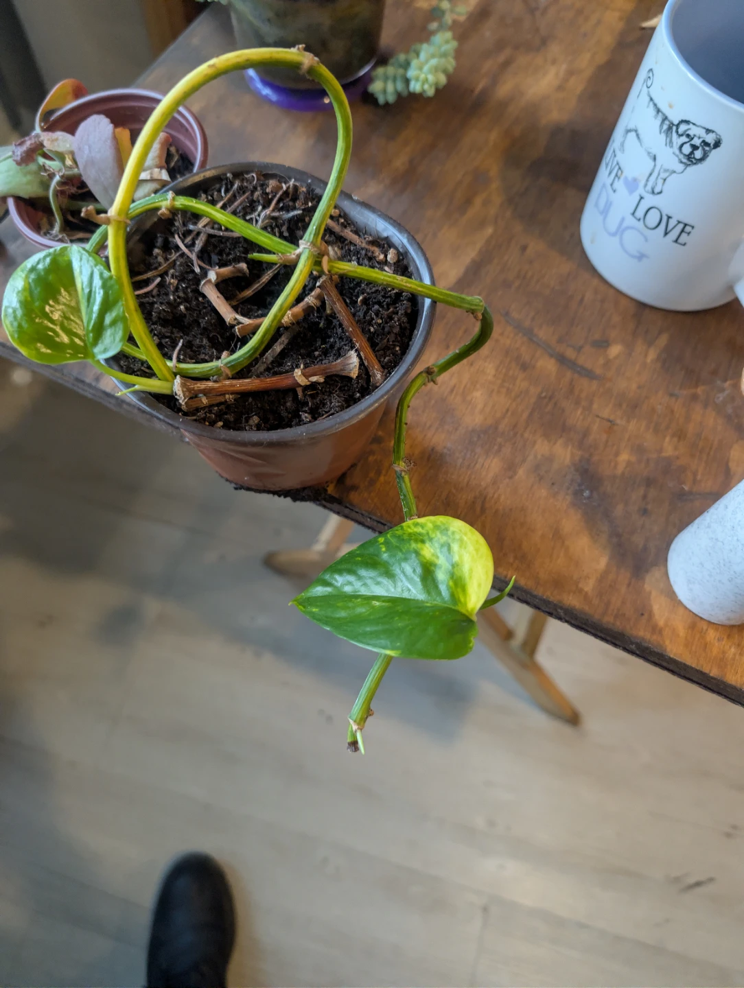Pothos Plant