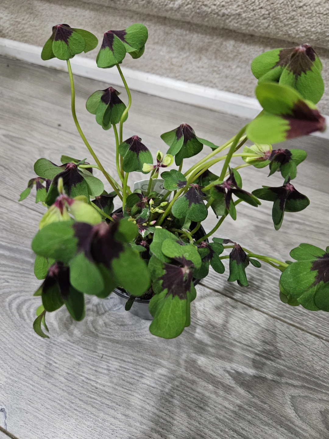 Oxalis Triangularis (Purple Shamrock)🥕