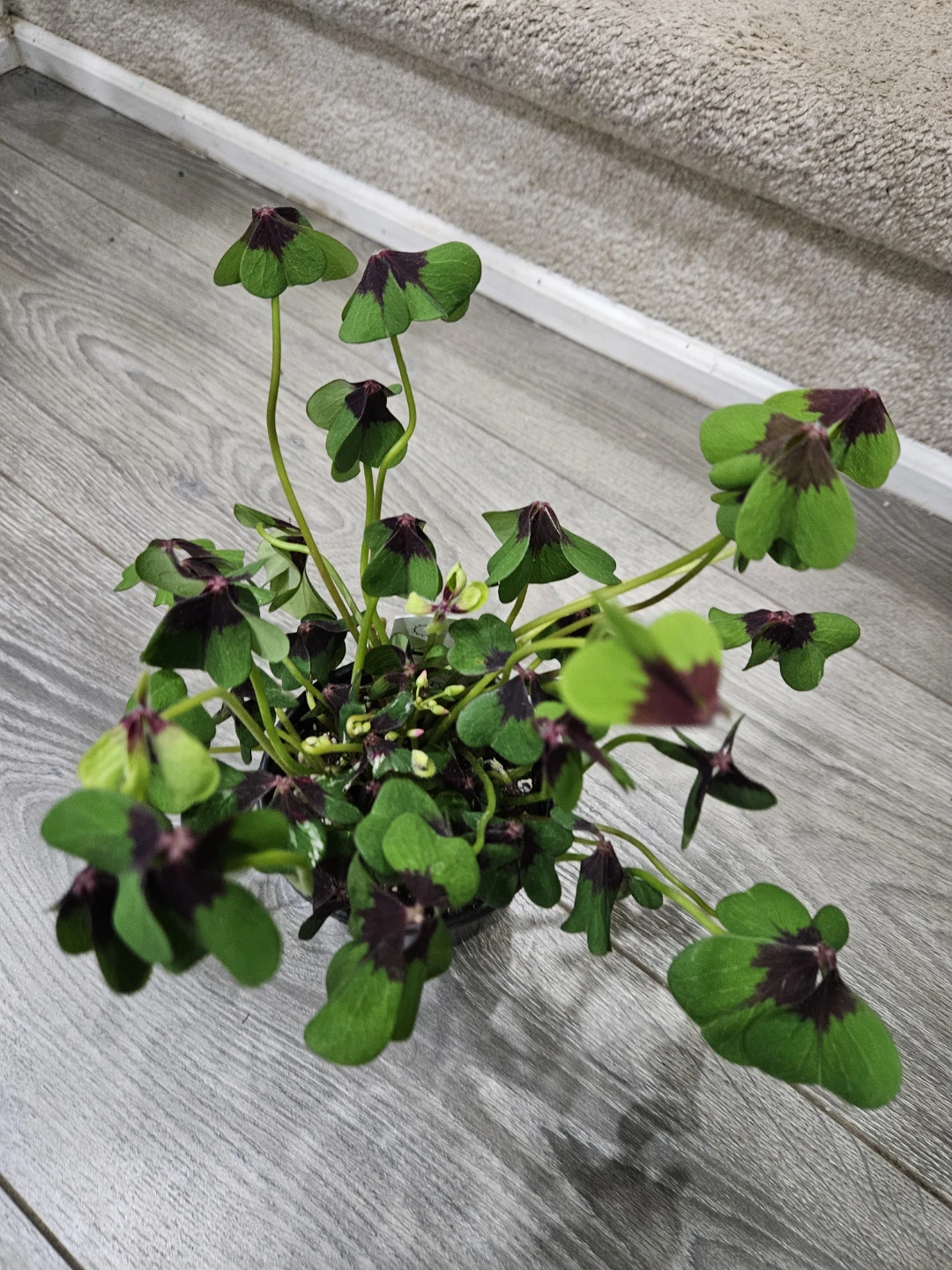 Oxalis Triangularis (Purple Shamrock)🥕 - photo 2