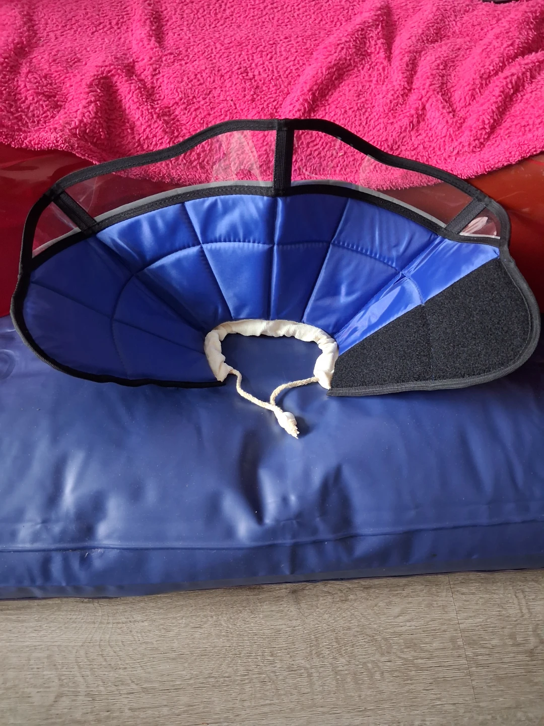 Blue Pet Recovery Collar