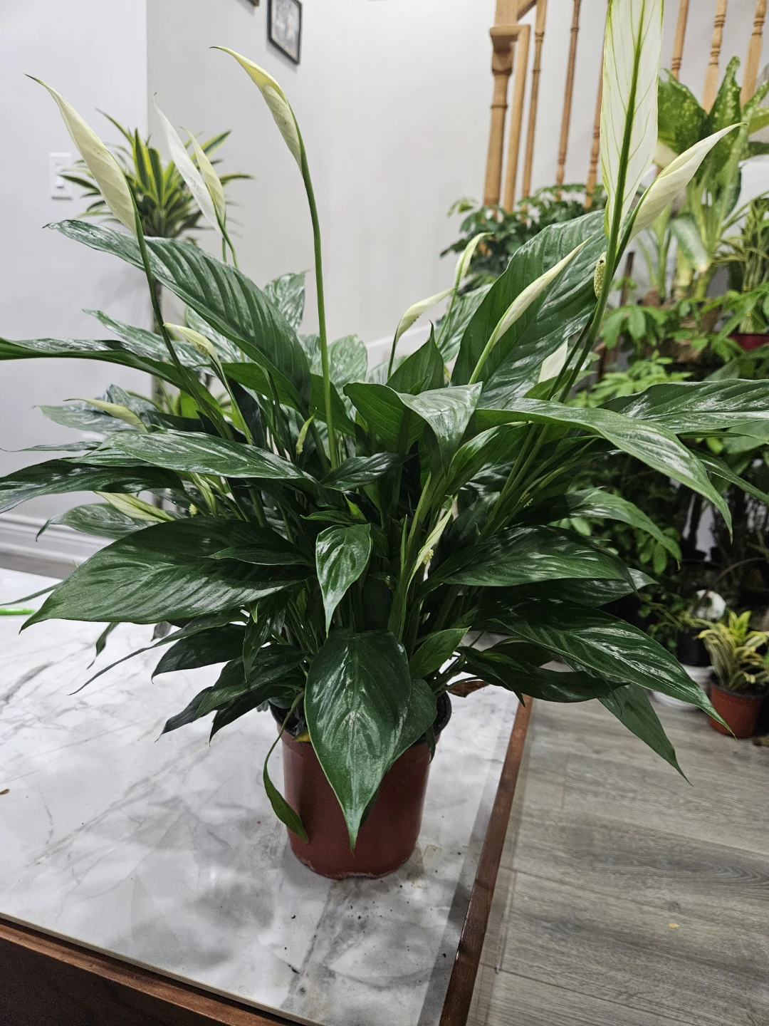Peace Lily Plant🥕🥕🥕 - photo 3