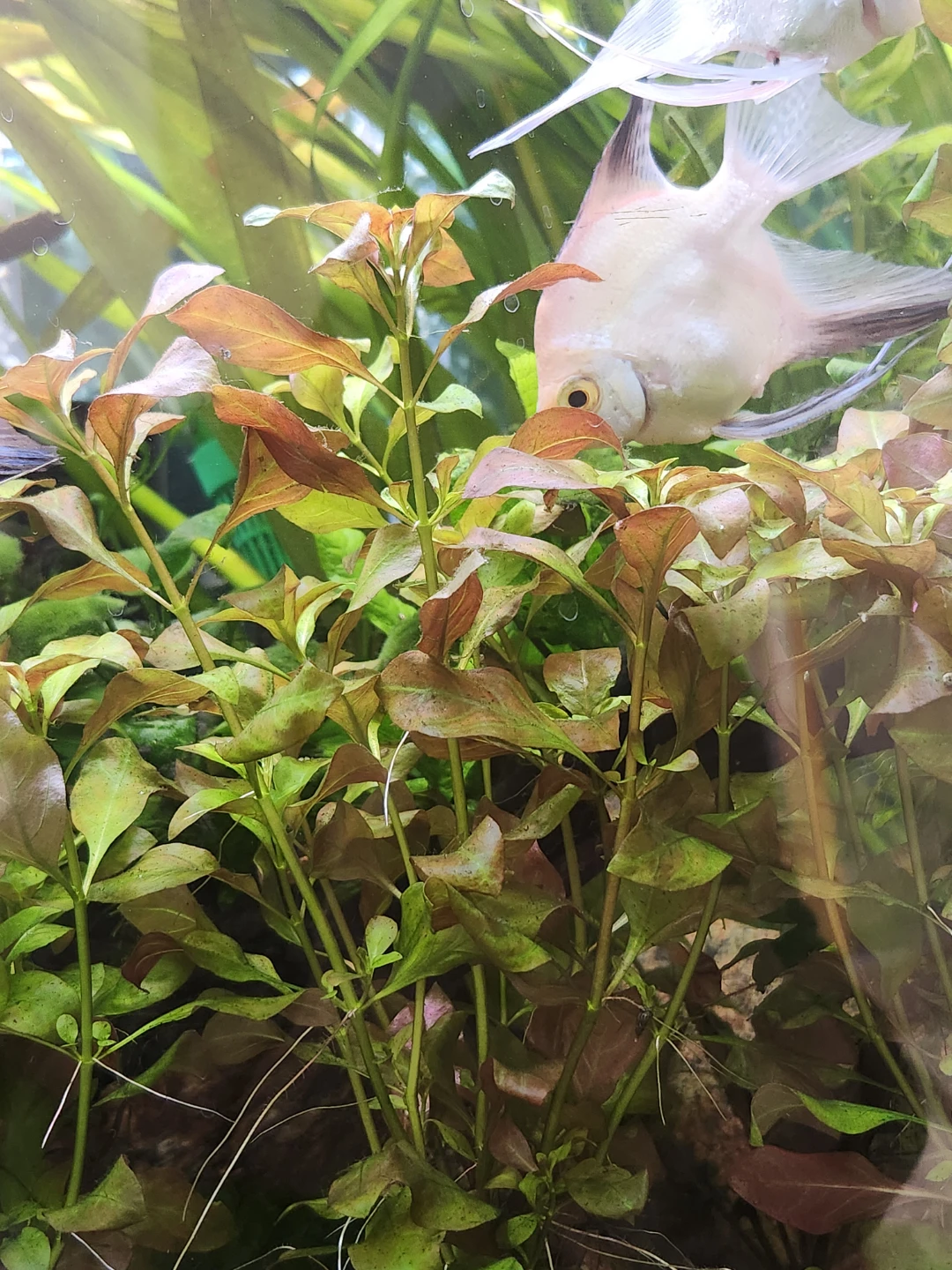 Live Aquarium Plants