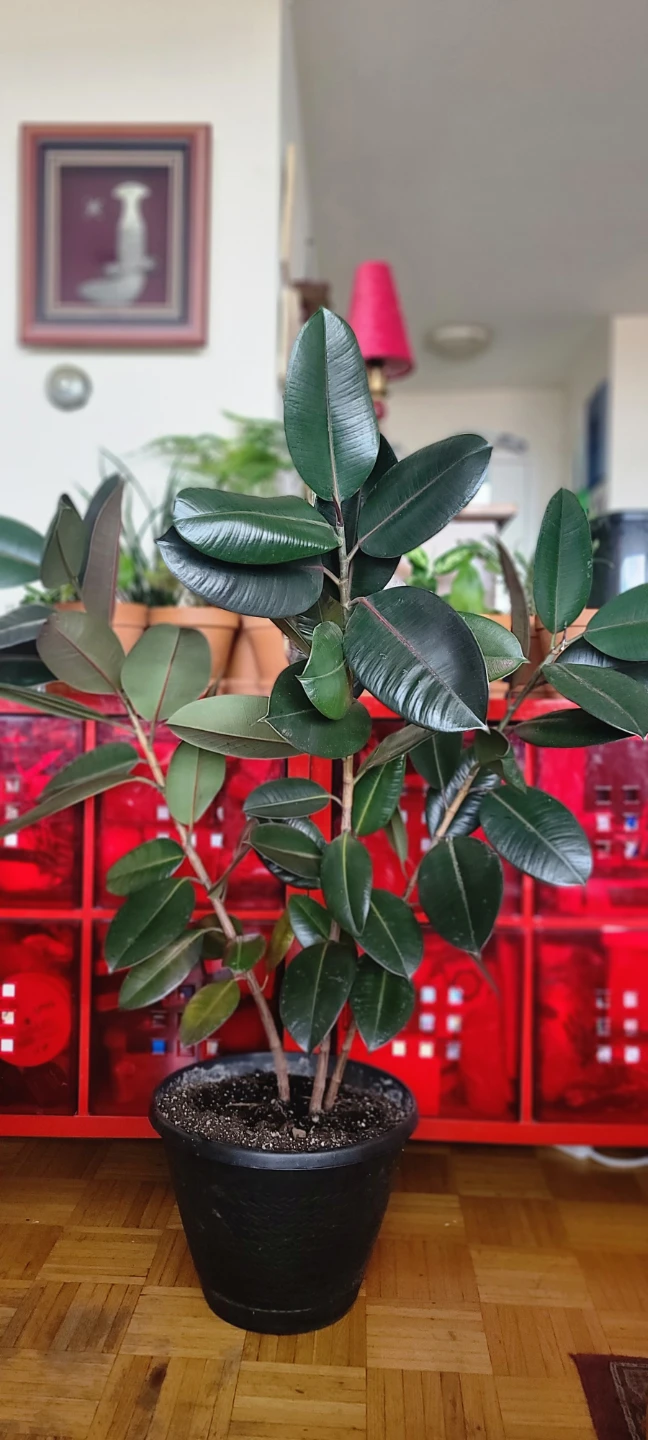 Rubber Plant