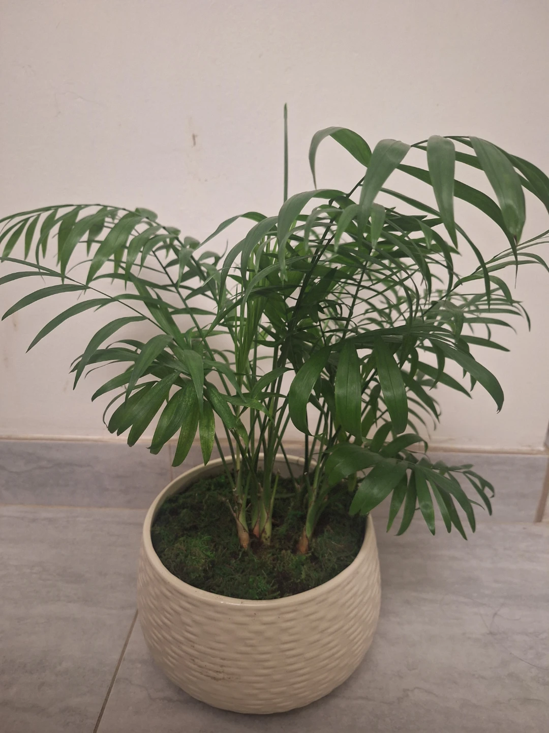 19" tall , Parlour Palm Plant in Decorative Pot