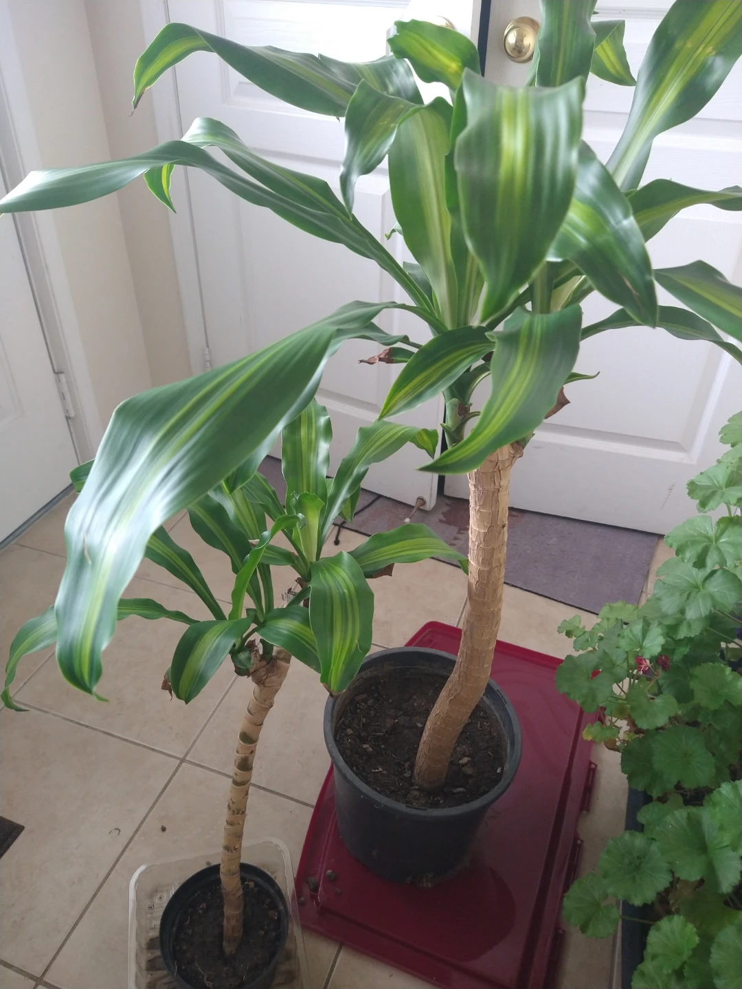 Dracaena Fragrans 'Lemon Surprise' Plant - photo 2