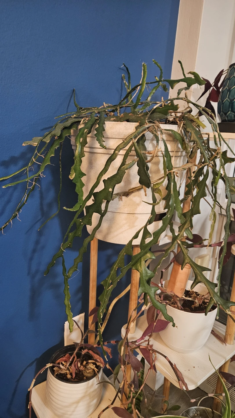 Fishbone Cactus Plant