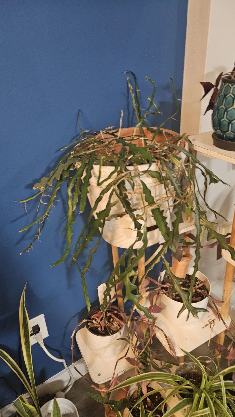 Fishbone Cactus Plant - photo 2