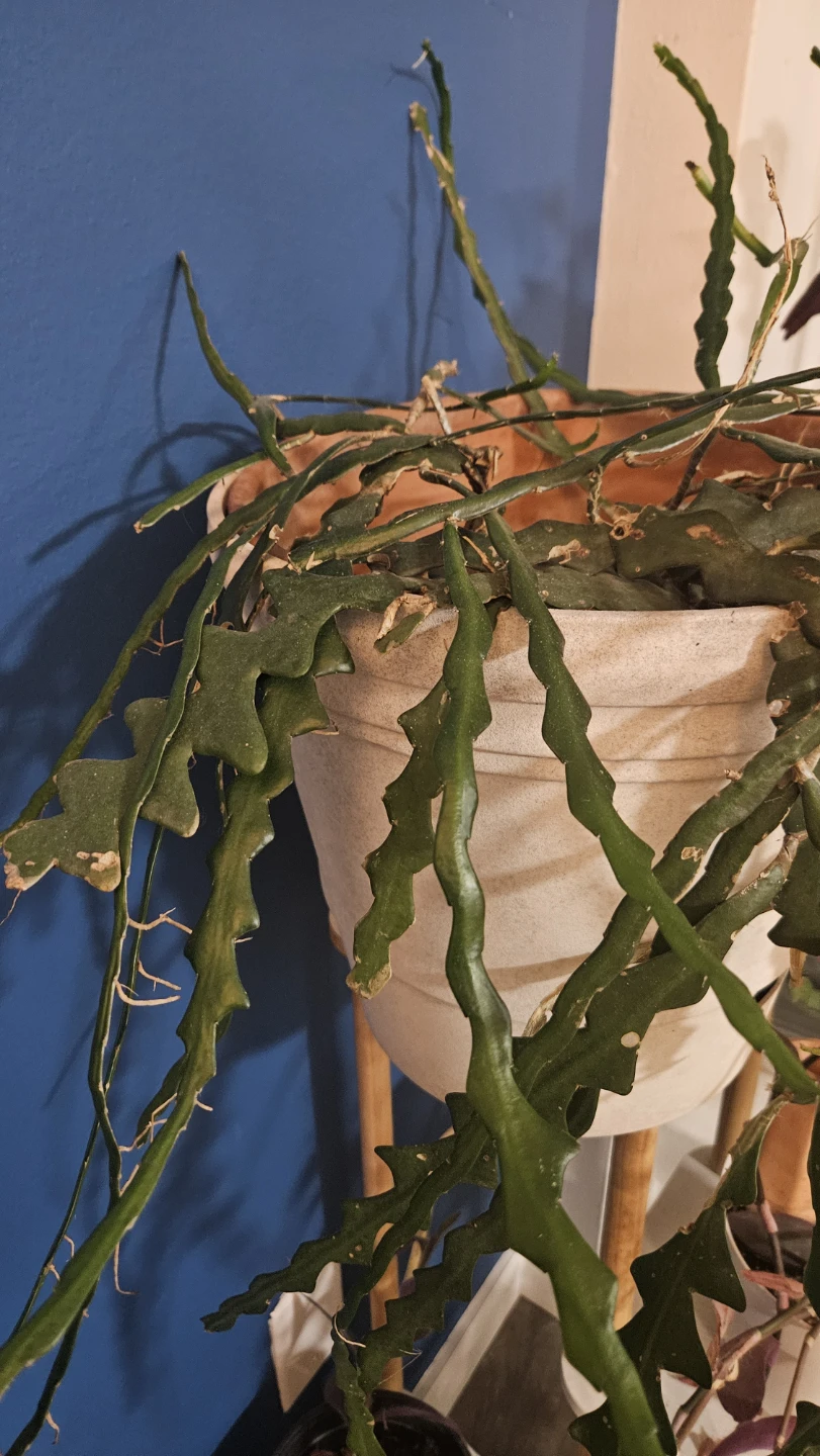 Fishbone Cactus Plant - photo 3