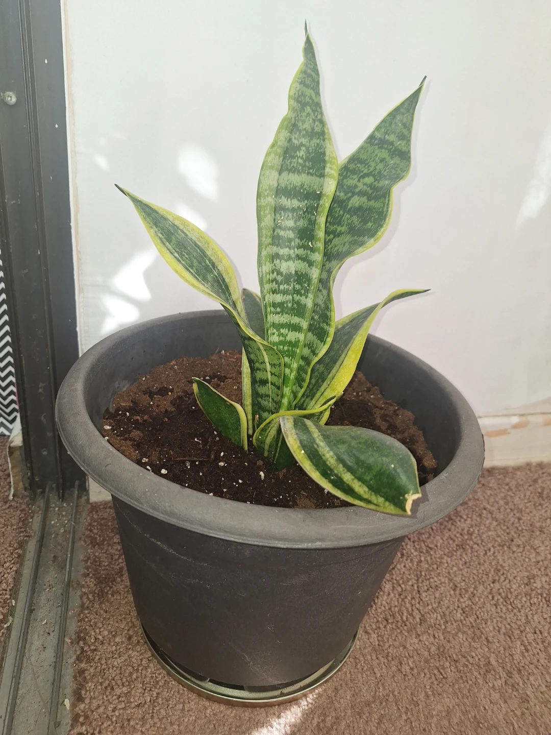 Sansevieria snake Plant in Pot - photo 4