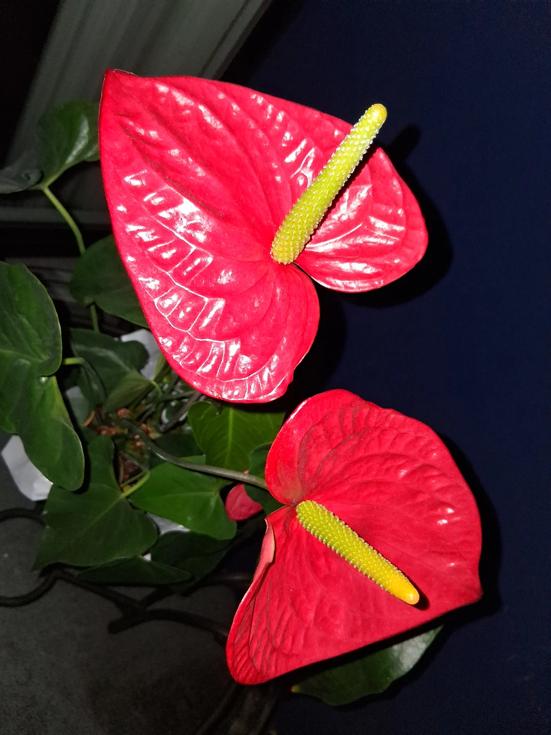 Red Anthurium Plant