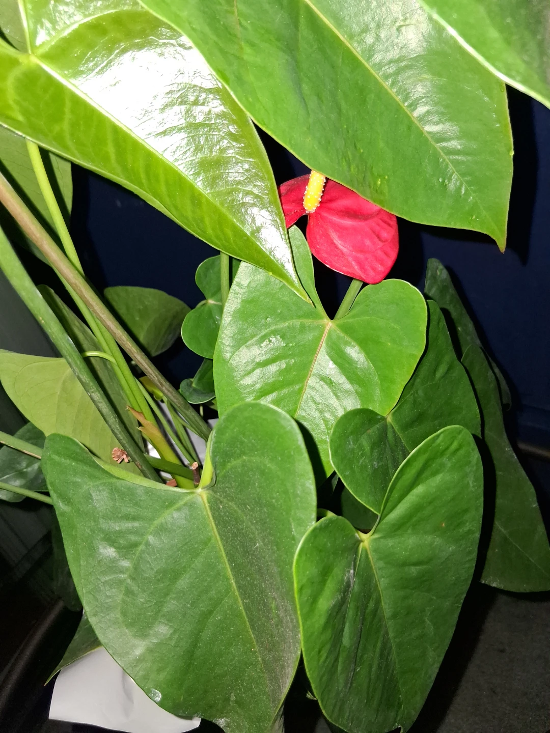 Red Anthurium Plant - photo 2