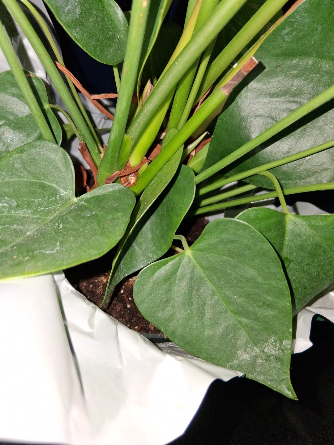 Red Anthurium Plant - photo 3