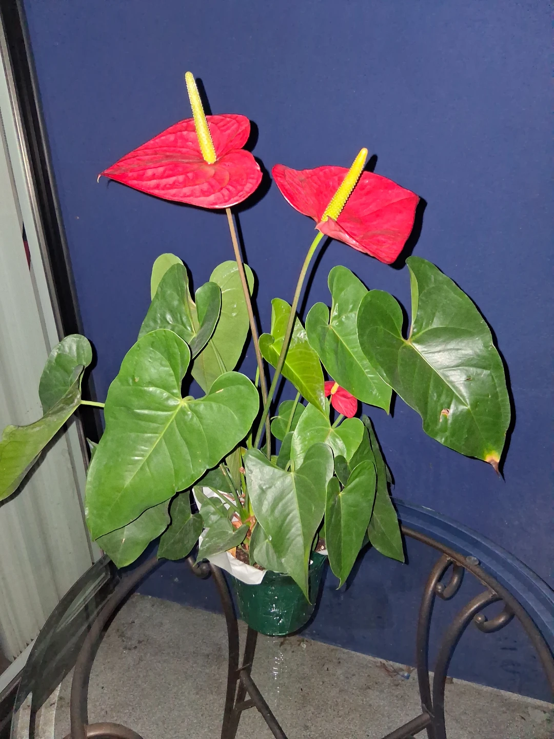 Red Anthurium Plant - photo 4