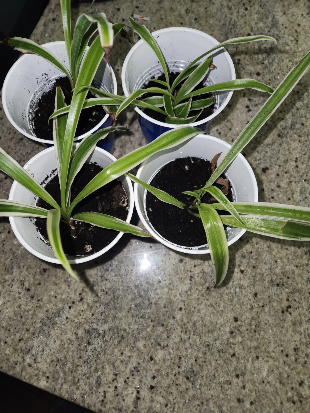 Spider Plant Pups (Set of 2)