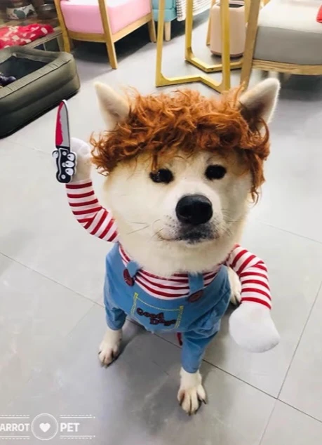 NEW!    Dog Costume - Small 🧡 - photo 5