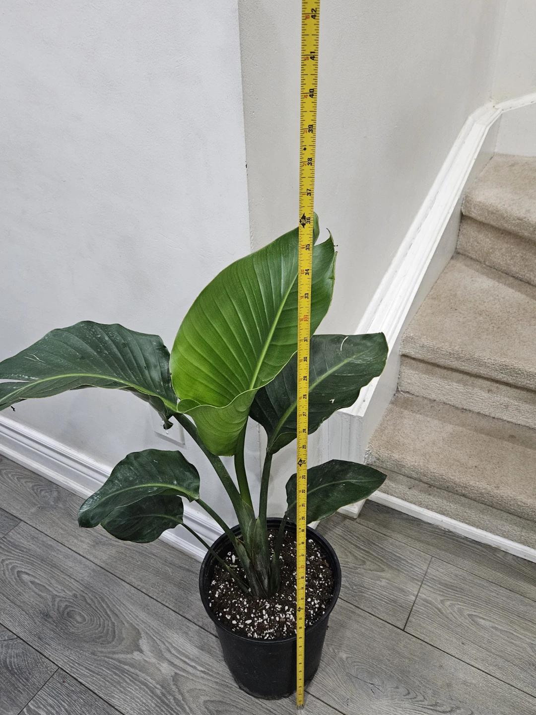 Bird of Paradise Plant in 10"pot 🥕 - photo 4