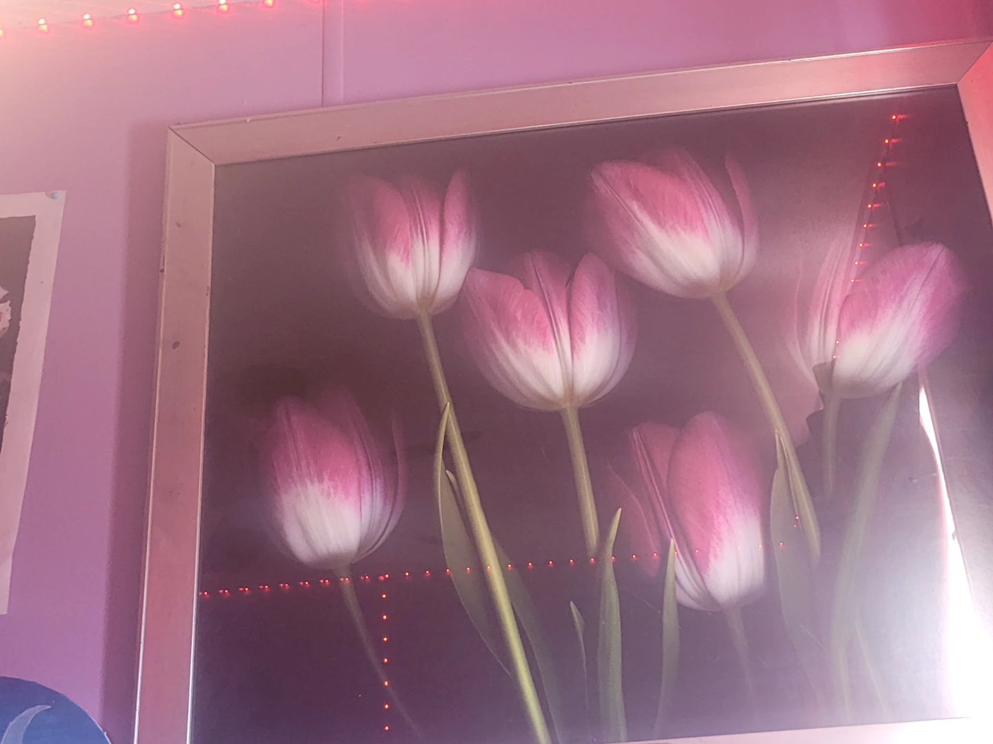 Framed Pink and White Tulips Art Print