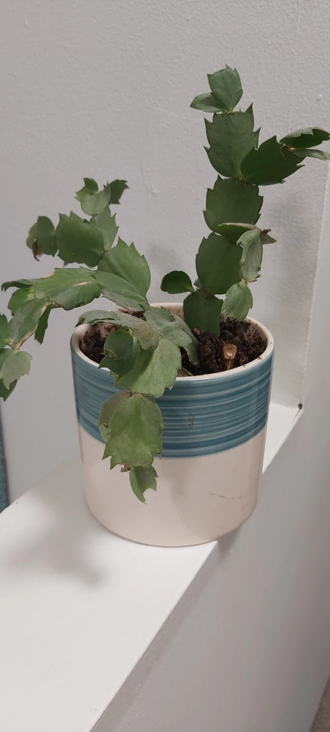 Christmas Cactus 🧡