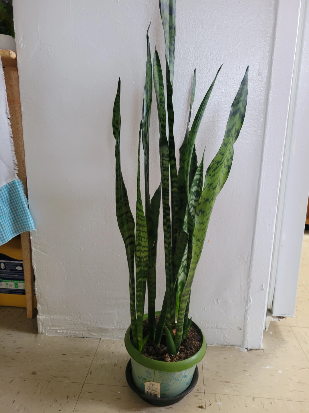 Snake Plant in Decorative Pot