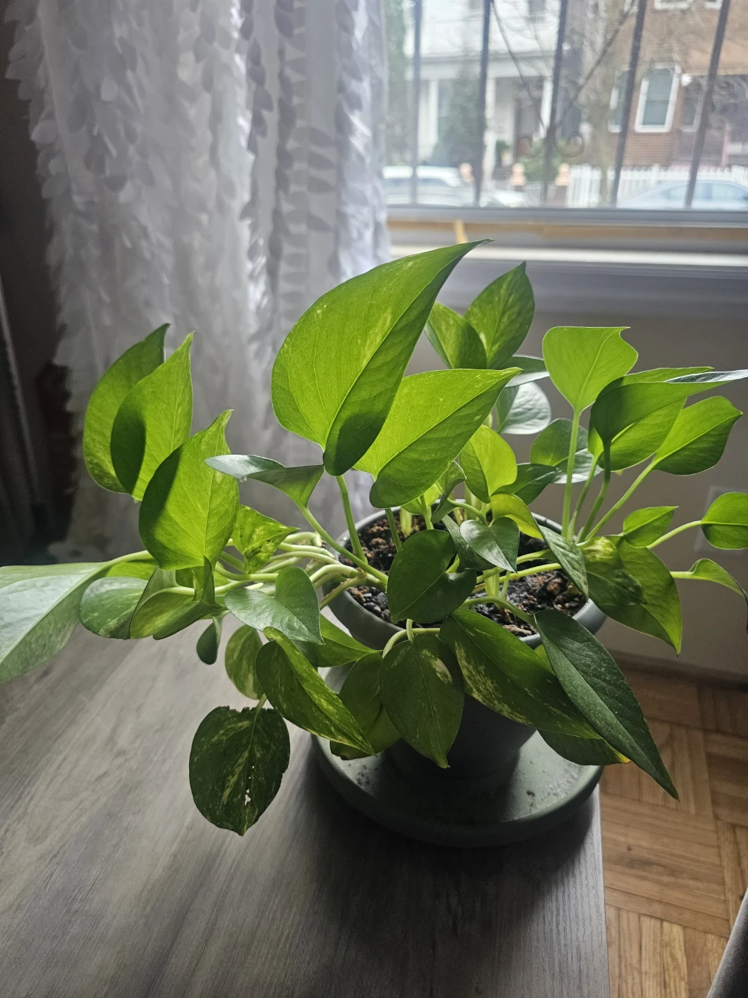 Pothos Plant
